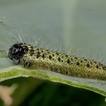 Pieris brassicae - Mlynárik kapustový 23-00-34