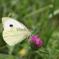 Pieris brassicae - Mlynárik kapustový IMG_0466