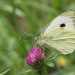 Pieris brassicae - Mlynárik kapustový IMG_0469