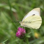 Pieris brassicae - Mlynárik kapustový IMG_0471