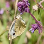 Pieris brassicae - Mlynárik kapustový IMG_3980