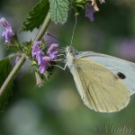 Pieris brassicae - Mlynárik kapustový IMG_8879