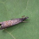 Platytes cerussella - Trávovec lipnicový 180516