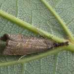 Platytes cerussella - Trávovec lipnicový 205705