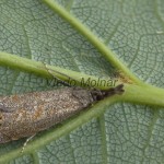 Platytes cerussella - Trávovec lipnicový 205849