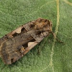 Xestia c-nigrum - Mora čiernosŕpková 185755
