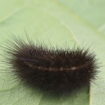 Spilosoma urticae - Spriadač žihľavový 094154