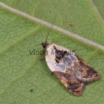 Acleris variegana - Obaľovač krovinový 101312