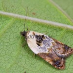 Acleris variegana - Obaľovač krovinový 101848