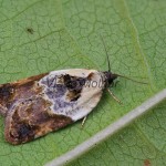 Acleris variegana - Obaľovač krovinový 102256