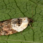 Acleris variegana - Obaľovač krovinový 17-34-51