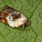 Acleris variegana - Obaľovač krovinový 17-35-33