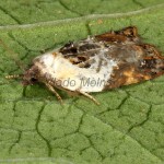 Acleris variegana - Obaľovač krovinový 17-37-39