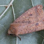 Agrochola circellaris - Mora rakytová 110155