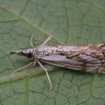 Catoptria falsella - Trávovec múrový 093820