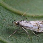 Catoptria falsella - Trávovec múrový 093820