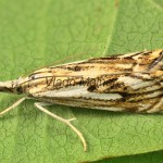 Catoptria falsella - Trávovec múrový 204414