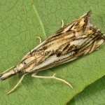 Catoptria falsella - Trávovec múrový 204719