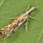 Catoptria falsella - Trávovec múrový 210857