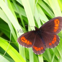 Erebia euryale - Očkáň červenopásy  IMG_0117