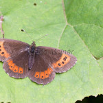 Erebia euryale - Očkáň červenopásy IMG_5787