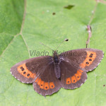 Erebia euryale - Očkáň červenopásy IMG_5789