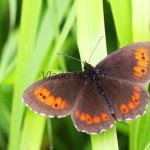 Erebia ligea - Očkáň čiernohnedý IMG_0121