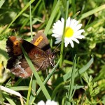 Erebia ligea - Očkáň čiernohnedý IMG_0488