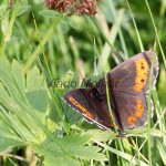 Erebia ligea - Očkáň čiernohnedý IMG_0491