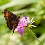 Erebia ligea - Očkáň čiernohnedý IMG_6050