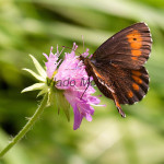 Erebia ligea - Očkáň čiernohnedý IMG_6051