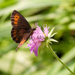 Erebia ligea - Očkáň čiernohnedý IMG_6054