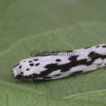 Ethmia pusiella - Čiernomôľka kamienková 154453