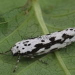 Ethmia pusiella - Čiernomôľka kamienková 160349