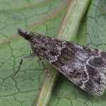 Eudonia sudetica cf - Sivenka sudetská 141834