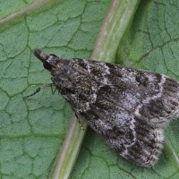 Eudonia sudetica cf - Sivenka sudetská 142633