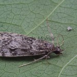 Eudonia truncicolella cf - Sivenka zemná 115158