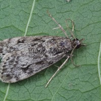 Eudonia truncicolella cf - Sivenka zemná 115851