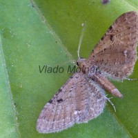 Eupithecia absinthiata - Kvetnatka palinová 213023