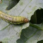 Evergestis forficalis - Vijačka kapustová 092225