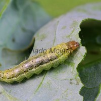 Evergestis forficalis - Vijačka kapustová 093127