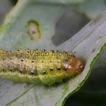 Evergestis forficalis - Vijačka kapustová 093759