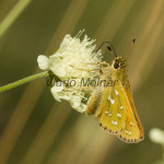 Hesperia comma - Súmračník bieloškvrnný IMG_0668