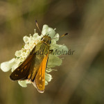 Hesperia comma - Súmračník bieloškvrnný IMG_0672