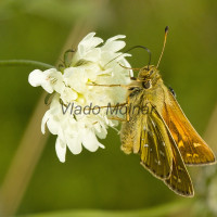 Hesperia comma - Súmračník bieloškvrnný IMG_0676