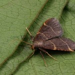 Hypsopygia glaucinalis - Vijačka slamová 155053