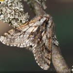 Lycia pomonaria - Piadivka jablonňová 18-18-14