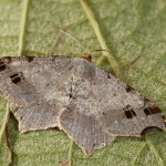 Macaria alternata - Listnatka kosákovitá 23-15-13