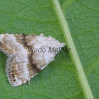 Meganola albula - Drobnička biela 175105