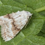 Meganola albula - Drobnička biela 18-19-54